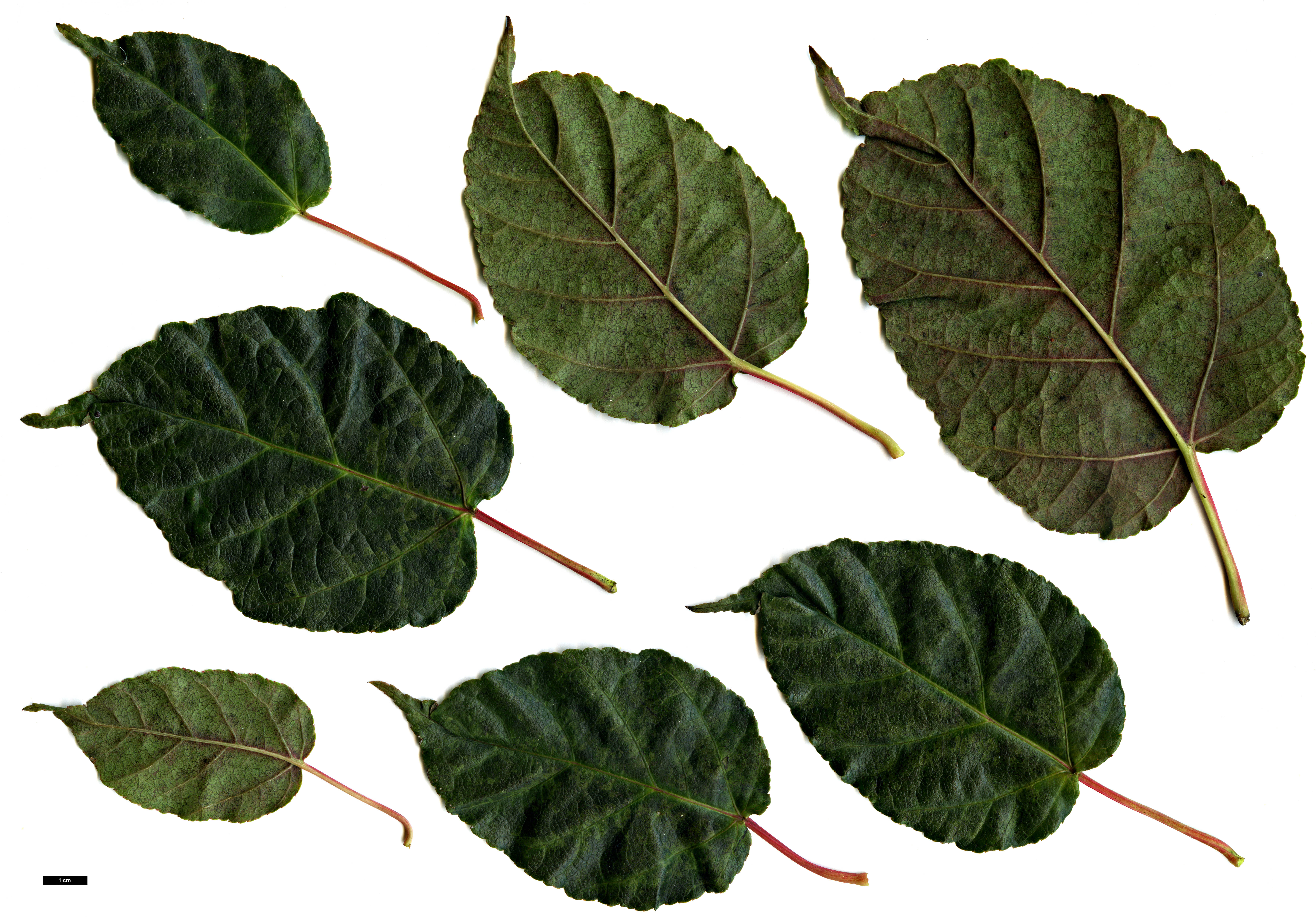 High resolution image: Family: Sapindaceae - Genus: Acer - Taxon: sikkimense - SpeciesSub: var. serrulatum